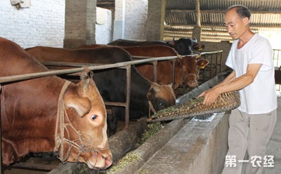 3、一公斤育肥牛西門塔爾日飼料成本是多少